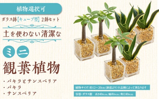 [種類選択可][観葉植物]土を使わないで清潔なミニ観葉植物 ゼオライト植え・ガラス鉢 キューブ形 2鉢セット(パキラとサンスベリア)|観葉植物 インテリア 部屋 おしゃれ 福岡県筑前町 送料無料