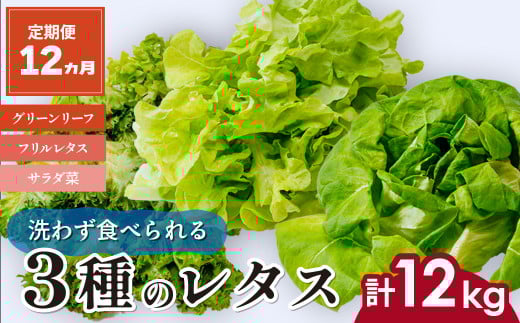 【定期便12ヵ月】 ＜洗わず食べられる・室内水耕栽培＞ レタス3種 1回1kg(500g×2袋)×12ヵ月 | レタス 野菜 大容量 新鮮レタス オーガニック野菜 無農薬 野菜直送 フレッシュ サラダ サラダ用野菜 健康志向 こだわり フレッシュ 産地直送 食品ギフト セット 緑黄色野菜 新鮮 安心野菜 旬 低カロリー レタスボウル カロテン 定期便 スマイル農場 埼玉県 東松山市 2101679 - 埼玉県東松山市