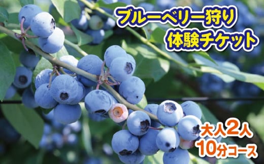 ブルーベリー 狩り 体験 チケット 大人 2人 10分 コース 思い出 農園 観光 フルーツ狩り 果物 徳島県 阿波市