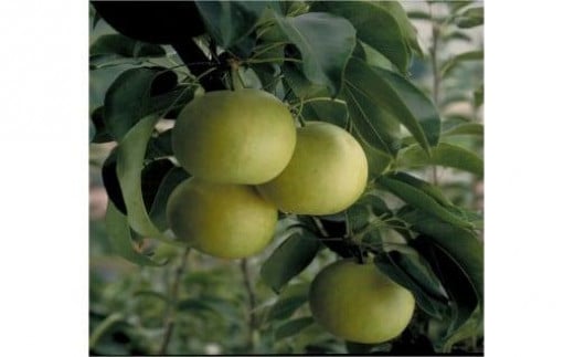 二十世紀梨 秀品 5キロ（砂丘のなし屋さん） 476434 - 鳥取県鳥取市