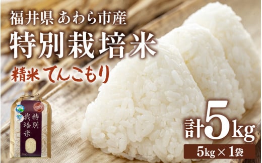 【先行予約】【令和7年産】化学肥料不使用 特別栽培米 てんこもり 精米 5kg / 白米 米 福井県あわら市産 美味しい 特別栽培米 減農薬 安心な米 旨味 甘み もっちり 冷蔵保管米 ※2025年9月下旬より順次発送 [aw010-a009]