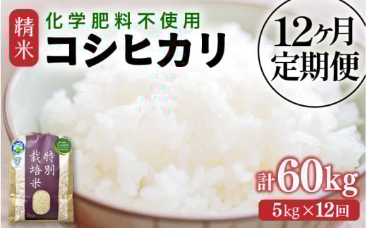 【先行予約】【令和7年産】定期便 ≪12ヶ月連続お届け≫  化学肥料不使用 特別栽培米 コシヒカリ 精米 5kg × 12回（合計60kg） / 白米 米 福井県あわら市産 美味しい 特別栽培米 減農薬 安心な米 旨味 甘み もっちり 冷蔵保管米 ※2025年10月上旬より順次発送 [aw010-k002]
