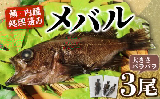 訳あり メバル 3尾 大きさ不揃い 下処理済み 冷凍 ワガ 3匹 魚介類 魚貝類 めばる 煮付け 塩焼き メバル めばる 新鮮 簡単調理 便利 めばる 海鮮 高級 海産物 メバル 数量限定 鮮魚 愛知県 南知多町 人気 おすすめ
