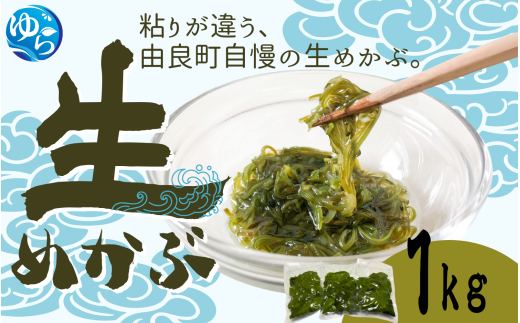 ＼レビューキャンペーン中／ 生めかぶ 1kg【来シーズン先行予約】※2026年2月上旬頃～順次発送予定 / めかぶ サラダ 酢の物 天然 海藻 海鮮 新鮮 おかず ご飯お供  お取り寄せ グルメ 国産 食品 冷蔵 和歌山県 由良町 【skmn029】