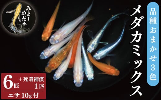 めだか 3色 ミックス 6匹 死着補償 +1匹 メダカ エサ付き 魚 生体 観賞用 ペット 観賞魚 かわいい 母の日 父の日 プレゼント ギフト 贈り物 贈答 徳島県 三好市 みよしめだか