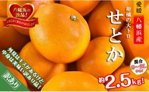 2026年2月～順次発送　柑橘の大トロ!「せとか」約2.5キロ＜訳あり品・家庭向け＞＜C39-65＞【1619102】