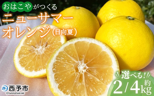 [おはこやがつくる ニューサマーオレンジ(日向夏) 約2/4kg(L〜3Lサイズ)] 果物 くだもの フルーツ 柑橘 ミカン 蜜柑 みかん にゅーさまーおれんじ 日向夏 小夏 特産品 西宇和 愛媛県 西予市[常温]