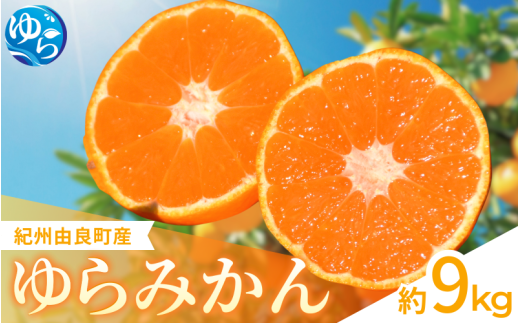 ＼レビューキャンペーン中/[先行予約]ゆらみかん 約9kg ※2025年12月上旬頃から順次発送予定 / 温州みかん 和歌山県 柑橘 みかん 甘い 蜜柑 フルーツ 果物 くだもの 食品 人気 おすすめ 送料無料 産地直送 由良町[kzmn017]