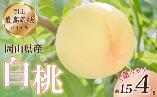 [選べる内容量]岡山県産白桃 ロイヤル 約1.5kg 約2kg 約4kg[6月中旬〜8月上旬発送予定 白桃 もも フルーツ モモ ロイヤル 糖度最上級 岡山県産 くだもの王国岡山 ]