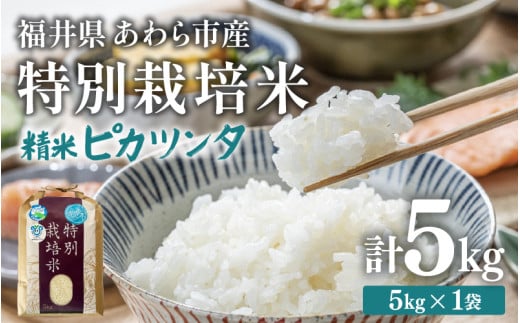 【先行予約】【令和7年産】化学肥料不使用 特別栽培米 ピカツンタ 精米 5kg / 白米 米 福井県あわら市産 美味しい 特別栽培米 減農薬 安心な米 旨味 甘み もっちり 冷蔵保管米 ※2025年9月下旬より順次発送 [aw010-a010]