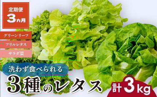 【定期便3ヵ月】 ＜洗わず食べられる・室内水耕栽培＞ 3種のレタス 1回1kg(500g×2袋)×3ヵ月 | レタス 野菜 大容量 新鮮レタス オーガニック野菜 無農薬 野菜直送 フレッシュ サラダ サラダ用野菜 健康志向 こだわり フレッシュ 産地直送 食品ギフト セット 緑黄色野菜 新鮮 安心野菜 旬 低カロリー レタスボウル カロテン 定期便 スマイル農場 埼玉県 東松山市 2101676 - 埼玉県東松山市