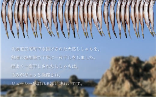 北海道広尾町のふるさと納税 【広尾町産】干物専門店かぶらぎ水産のメスししゃも３０尾（J0034)