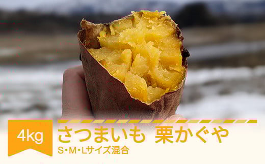 さつまいも 栗かぐや 約4kg 村山市産 2025年産 令和7年 山形県産  no-spkkx4※沖縄・離島への配送不可 2089362 - 山形県村山市