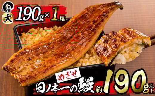 <肝串3本付き!>日ノ本一の鰻の蒲焼き<大>1尾(約190g以上) a3-202-sbs 1390814 - 鹿児島県志布志市