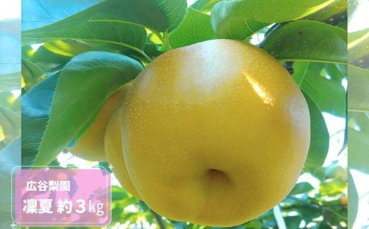 凜夏 約3kg / 広谷梨園 / 梨 なし 果物 307119 - 千葉県四街道市
