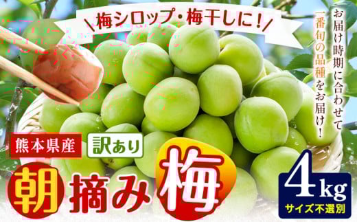 熊本県産 訳あり 朝摘み 梅 4kg 大・中・小サイズ不選別《5月中旬‐6月中旬頃出荷》 熊本県 球磨郡 山江村 つけもの 漬物 梅 梅干し うめぼし 朝採り 南高梅 白加賀 露茜