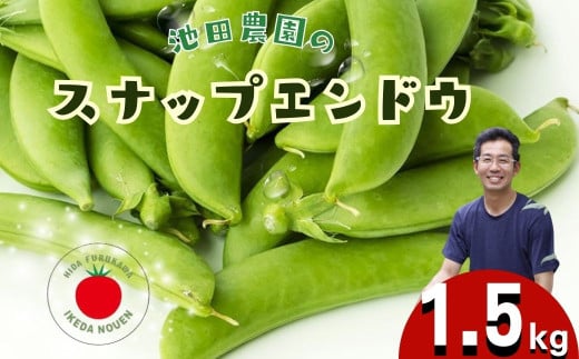 《先行予約》＼シャキシャキ プリプリ／ 採れたて スナップエンドウ 1.5kg 令和7年産 飛騨産 国産 スナップえんどう 旬 旬もの 産地直送 野菜 2025年産 【6月上旬～6月下旬発送】飛騨市 池田農園 15000円  [Q2944.Q2945]