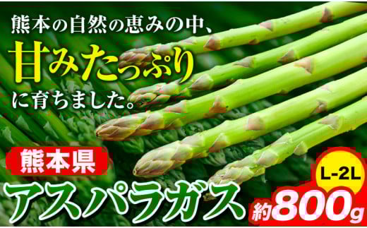 先行予約 アスパラガス アスパラ 約800g (L-2L サイズ) 《6月上旬-9月上旬頃より出荷予定》 野菜 やさい アスパラガス 熊本県産 JA 673895 - 熊本県大津町