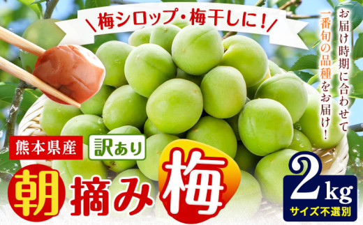 熊本県産 訳あり 朝摘み 梅 2kg 大・中・小サイズ不選別《5月中旬‐6月中旬頃出荷》 熊本県 球磨郡 山江村 つけもの 漬物 梅 梅干し うめぼし 朝採り 南高梅 白加賀 露茜