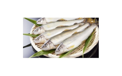 岐阜の鮎　冷凍子持鮎(約1kg:10～13尾)【1617821】