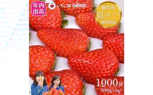 【年内お届け！！贈答用】 静岡県産いちご 紅ほっぺ 500g×2パック（1パック12～15粒） 冷蔵配送 苺 フルーツ