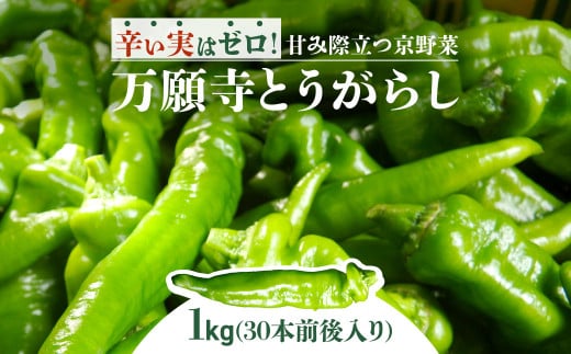 【2025年6月より順次発送！】万願寺とうがらし　１kg（３０本前後入り）　FCEU001 / ふるさと納税 やさい 野菜 京野菜 甘とうがらし 甘み 旨味 肉厚 農家直送 福知山市 京都府