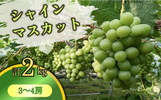 先行予約≪期間限定≫シャインマスカット(計2kg) ぶどう フルーツ 果物 デザート 国産_T051-001