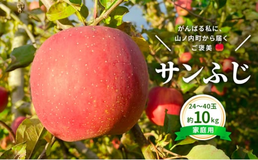今日を癒すひと玉 私のサンふじ　サンふじ　家庭用　10kg りんご 果物