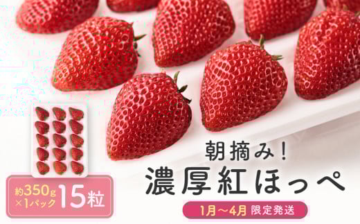 【いちご15粒】朝摘み! 濃厚紅ほっぺ 約350g×1パック（数量限定／先行予約／1月〜4月発送）| いちご フルーツ 甘い おいしい ハウス栽培 飛騨高山 m BerryFarm KL004 2087429 - 岐阜県高山市