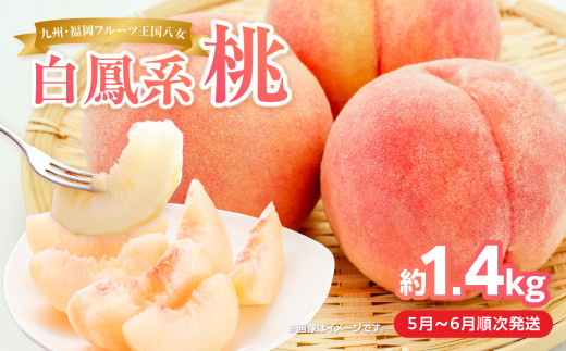 [2025年5月下旬〜6月発送]九州・福岡フルーツ王国八女から直送!桃 約1.4kg[配送不可:北海道・沖縄・離島] 桃 もも モモ フルーツ くだもの 果物 白鳳 1.4kg 産地直送 ジューシー 家庭用 自宅用 家族団らん デザート スイーツ作り 期間限定 数量限定 福岡県 八女市