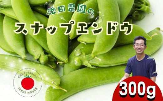 《先行予約》＼シャキシャキ プリプリ／ 採れたて スナップエンドウ 300g 令和7年産 飛騨産 国産 スナップえんどう 旬 旬もの 産地直送 野菜 2025年産 【6月上旬～6月下旬発送】飛騨市 池田農園 6000円  6千円