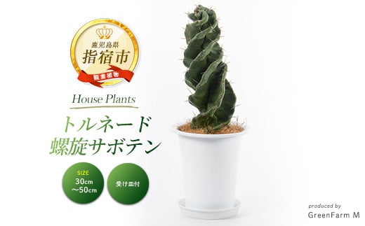2025年3月上旬〜発送[観葉植物]トルネード螺旋サボテン30cm〜50cm(Green Farm M/130-1442) 観葉植物 植物 鉢付 インテリア 室内 オフィス おしゃれ プレゼント ギフト 開店祝い 移転祝い マイナスイオン[配送不可地域:北海道・沖縄県・離島]
