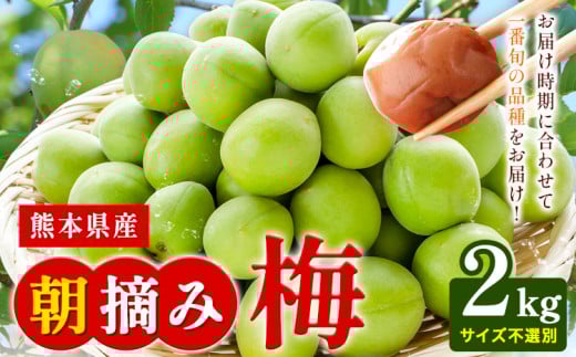熊本県産 朝摘み 梅 2kg 3L・2L・L ・M サイズ不選別《5月中旬‐6月中旬頃出荷》 熊本県 球磨郡 山江村 つけもの 漬物 梅 梅干し うめぼし 朝採り 南高梅 白加賀 露茜