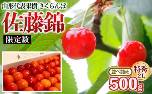 山形代表果樹 佐藤錦 特秀 2L 並べ詰め 500g 【限定数】 FY25-113