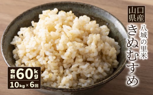 【先行予約】【定期便 6ヶ月】きぬむすめ 玄米 10kg  合計60kg 令和7年度米 1497572 - 山口県下関市