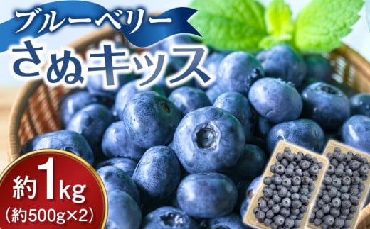 ブルーベリー さぬキッス 約1kg (約500g×2） 2103209 - 香川県さぬき市