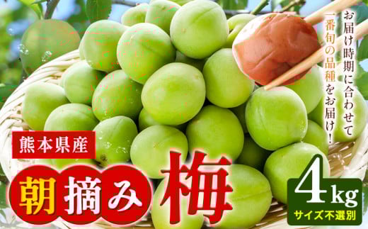 熊本県産 朝摘み 梅 4kg 3L・2L・L ・M サイズ不選別《5月中旬‐6月中旬頃出荷》 熊本県 球磨郡 山江村 つけもの 漬物 梅 梅干し うめぼし 朝採り 南高梅 白加賀 露茜