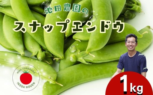 《先行予約》＼シャキシャキ プリプリ／ 採れたて スナップエンドウ 1kg 令和7年産 飛騨産 国産 スナップえんどう 旬 旬もの 産地直送 野菜 2025年産 【6月上旬～6月下旬発送】飛騨市 池田農園 10000円 1万円 [Q2944.Q2945]
