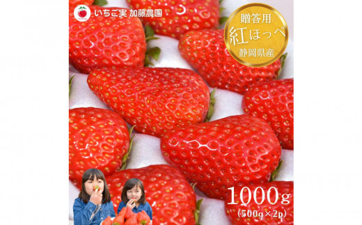 【贈答用】 静岡県産いちご 紅ほっぺ 500g×2パック（1パック12～15粒） 冷蔵配送 苺 フルーツ