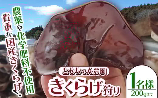 きくらげ狩り1名様 ともちゃん農園 |きくらげ きくらげ狩り 体験  食物繊維 鉄分 カルシウム ビタミンD カリウム アミノ酸  高血圧予防 ふるさと 納税 栃木県 那珂川町 送料無料
