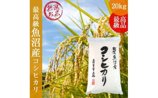令和6年度産 新潟コシヒカリ20kg(5kg×4) 米 こしひかり 精米
