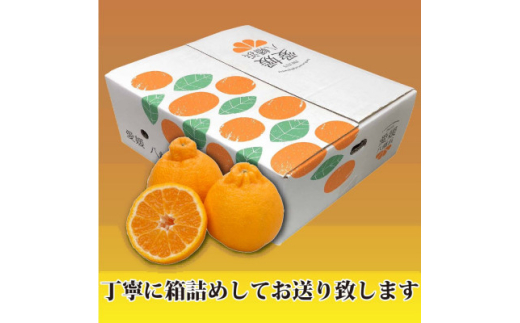2026年2月~順次出荷 甘さと酸味の絶妙なバランス!はじける果肉 2026年2月~順次出荷 甘さと酸味の絶妙なバランス!はじける果肉