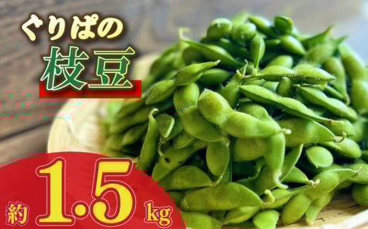 大容量 枝豆 1.5kg えだまめ エダマメ 豆 おつまみ 酒 陽恵 新鮮 朝採れ 野菜 茶豆 ずんだ ずんだもち お中元 グルメ ギフト 静岡県 牧之原市 もろこしショップ ぐりぱ
