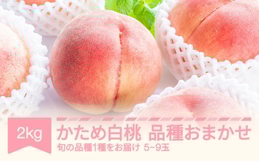 [先行予約]かため白桃おまかせ もも 桃 品種おまかせ 約2kg 令和七年産 2025年産 果物 mm-mokox2000