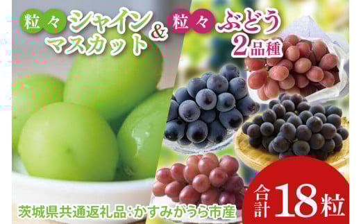 【先行予約】【2025年8月より発送開始】粒々ぶどう18粒シャインマスカットとぶどう2品種（茨城県共通返礼品：かすみがうら市産）|葡萄 ぶどう ブドウ 果物 くだもの フルーツ シャインマスカット 数量限定 かすみがうら市産 共通返礼品 茨城県 大子町（CD167）