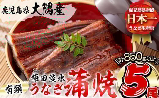 楠田の極うなぎ 蒲焼き 170g以上×5尾(計850g以上) c7-004 470175 - 鹿児島県志布志市