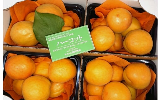 【2025年先行予約】【数量限定】生食用 あんず ハーコット 4パック(計約2kg)｜ 信州あんず 杏子 アンズ アプリコット 期間限定 千曲市 長野県産 信州 2106955 - 長野県千曲市