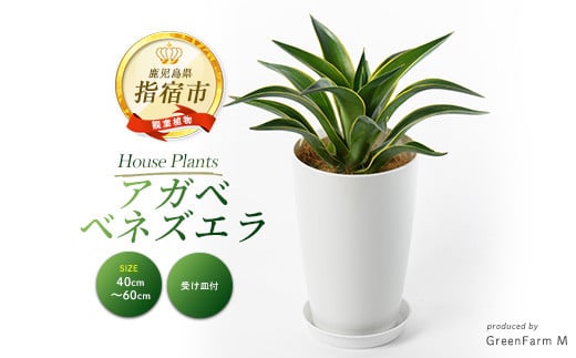 2025年3月上旬～発送【観葉植物】アガベ ベネズエラ黄40cm～60cm(Green Farm M/016-1357) 観葉植物 植物 鉢付 インテリア 室内 オフィス おしゃれ プレゼント ギフト 開店祝い 移転祝い マイナスイオン【配送不可地域：北海道・沖縄県・離島】 386648 - 鹿児島県指宿市