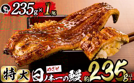 <肝串3本付き!>日ノ本一の鰻の蒲焼き<特大>1尾(約235g以上) a4-071-sbs 1390886 - 鹿児島県志布志市