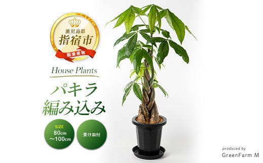 2025年7月中旬～発送【観葉植物】パキラ編み込み80cm～100cm(Green Farm M/018-1447) 観葉植物 植物 鉢付 インテリア 室内 オフィス おしゃれ プレゼント ギフト 開店祝い 移転祝い マイナスイオン【配送不可地域：北海道・沖縄県・離島】 364207 - 鹿児島県指宿市